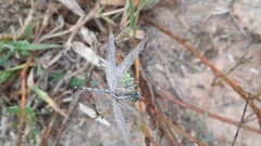 Diplacodes trivialis