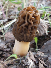 Verpa bohemica