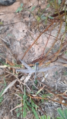 Diplacodes trivialis