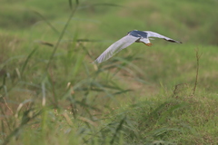 Nycticorax nycticorax