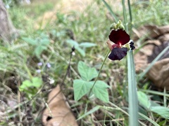 Macroptilium atropurpureum