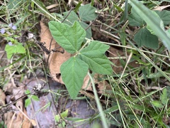 Macroptilium atropurpureum