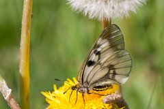 Parnassius mnemosyne