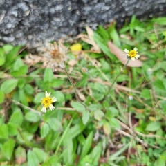 Tridax procumbens