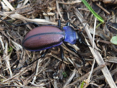 Carabus schoenherri