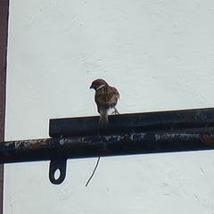 Passer montanus