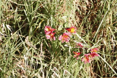 Alstroemeria aurea