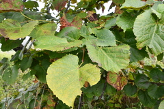 Tilia mandshurica
