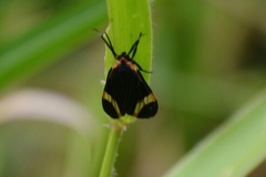 Dycladia