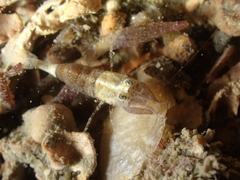 Philocheras sculptus