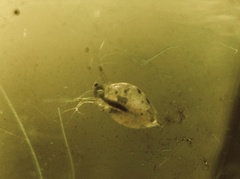 Simocephalus