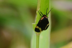Dycladia