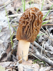 Verpa bohemica