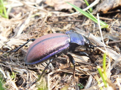 Carabus schoenherri