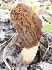 Verpa bohemica