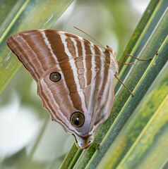 Amathusia friderici