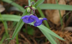 Tradescantia ohiensis