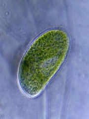 Paramecium bursaria