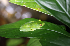 Aplastodiscus sibilatus