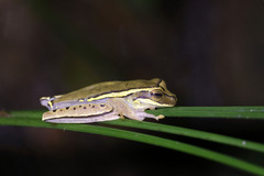 Boana freicanecae