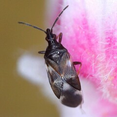 Temnostethus pusillus