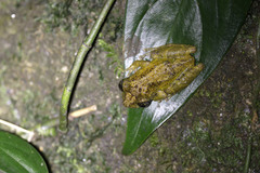 Scinax muriciensis