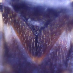 Temnostethus pusillus