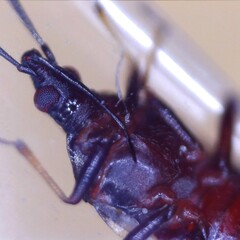 Temnostethus pusillus