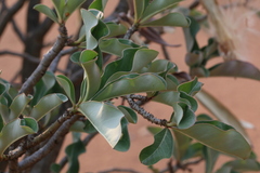 Adenium multiflorum