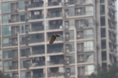 Nycticorax nycticorax