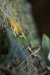Scinax muriciensis