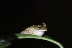 Boana freicanecae