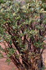 Adenium multiflorum