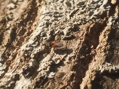 Oxycarenus lavaterae