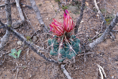 Thelocactus bicolor bicolor