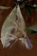 Adenium multiflorum