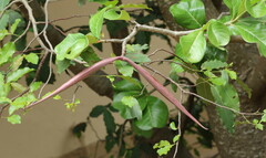 Adenium multiflorum