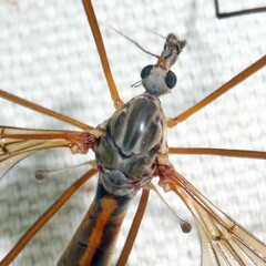 Tipula flavolineata