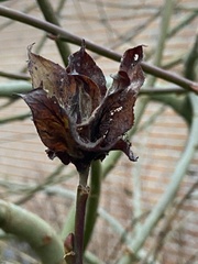 Rabdophaga rosaria