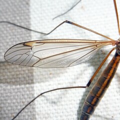 Tipula flavolineata