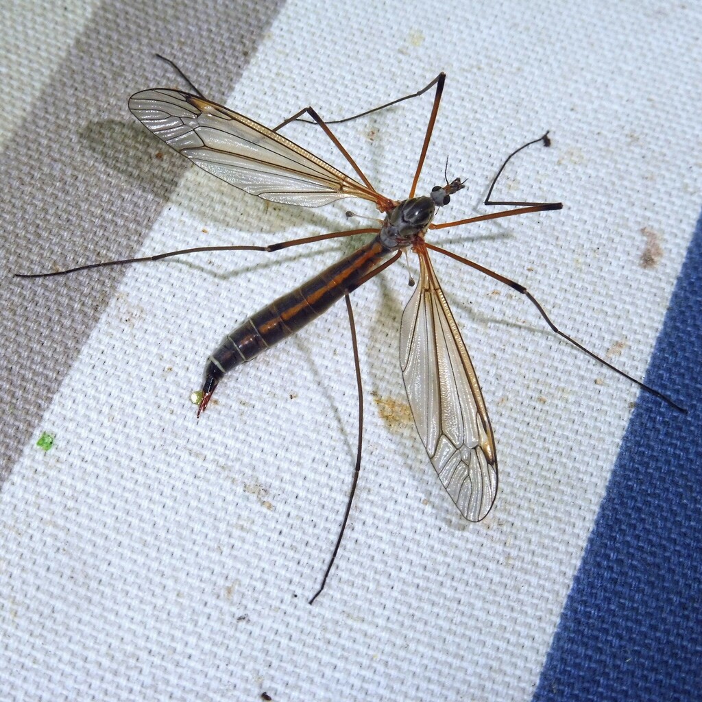 Tipula flavolineata