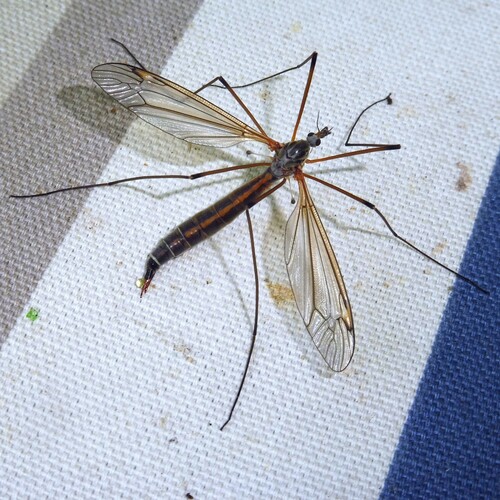 Tipula flavolineata