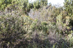 Leucadendron macowanii