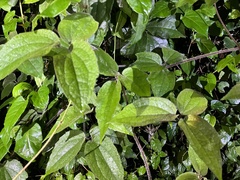Clematis leschenaultiana