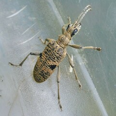 Rhagium mordax