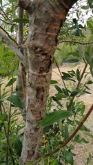 Heteromorpha arborescens