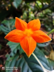 Mussaenda