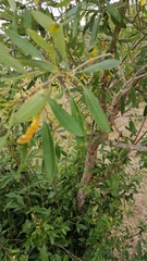 Heteromorpha arborescens