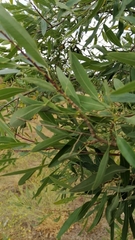 Heteromorpha arborescens