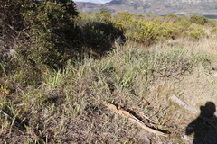 Leucadendron macowanii